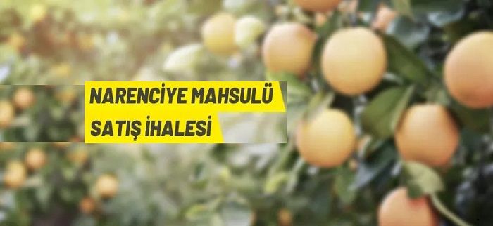 TİGEM Dalaman Tarım İşletmesi’nden narenciye satış ihalesi