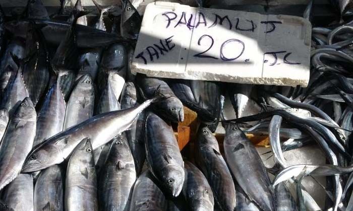 Karadeniz’de palamut avcılığının 15 gün daha sürmesi bekleniyor