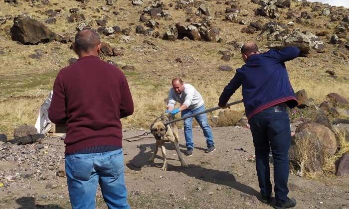Köpeğin ısırdığı iki çocuktan birinin kuduz olduğu tespit edildi