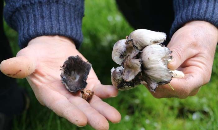 Mantar zehirlenmelerine dikkat