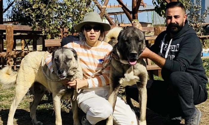 Kangal köpekleri Çin’de de yetiştirilecek
