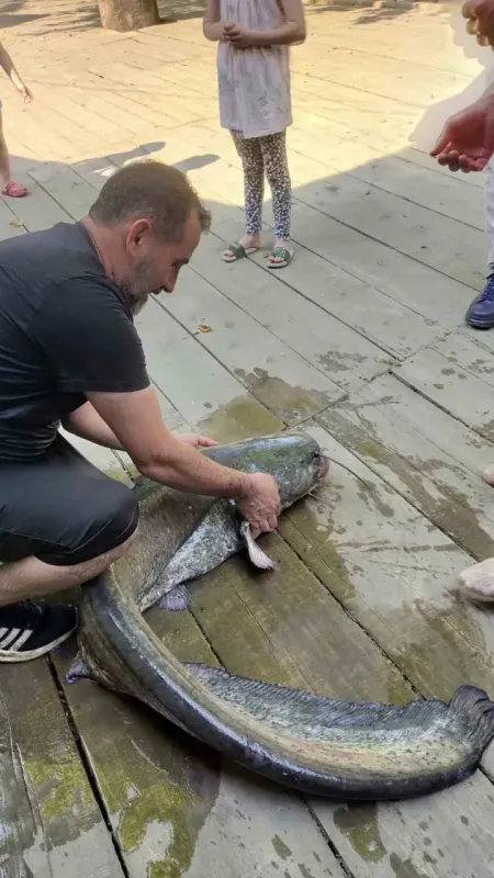 Amatör balıkçı 52 kiloluk yayın balığı yakaladı