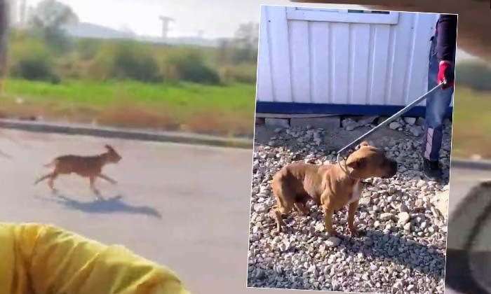 Pitbull cinsi köpeği sokağa terk eden şahsa 40 bin 860 lira ceza