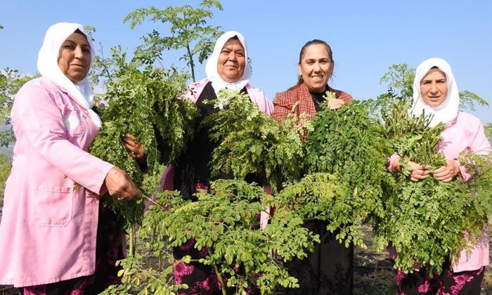 Cumhurbaşkanı’nın bahsettiği ‘moringa’ nedir nasıl üretiliyor
