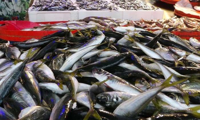 Hamsi tezgahları şenlendirmeye başladı