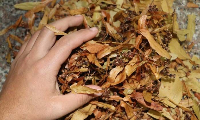 Ihlamur fiyatına rağmen sonbahar ve kış aylarının vazgeçilmezi