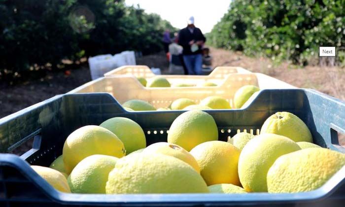 Adana’da portakal hasadı başladı, bahçede kilosu 10-12 lira