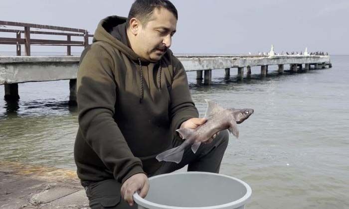 Oltasına nadir görülen ‘domuz köpekbalığı’ takıldı