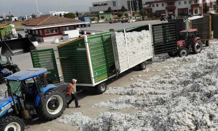 Aydın’da fiyatlar düştü, pamuklar rafa kaldırıldı