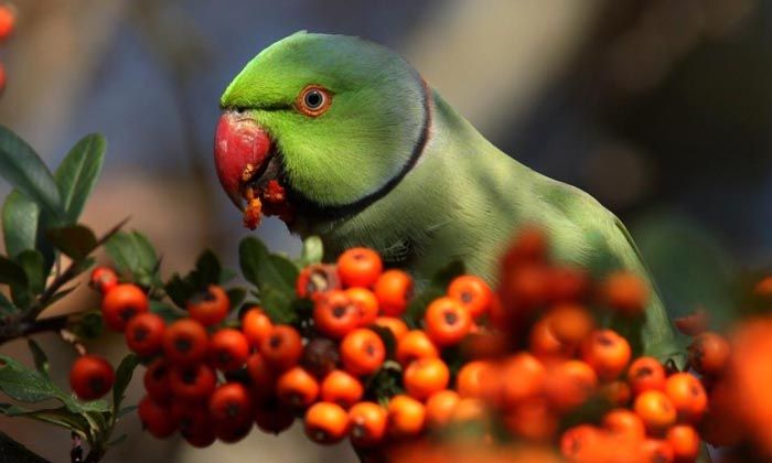 Hersek Lagünü’nde kuş türü 248’e yükseldi