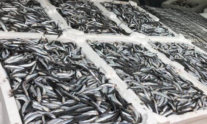 Hamsi 25 TL’ye tezgahlarında yerini aldı