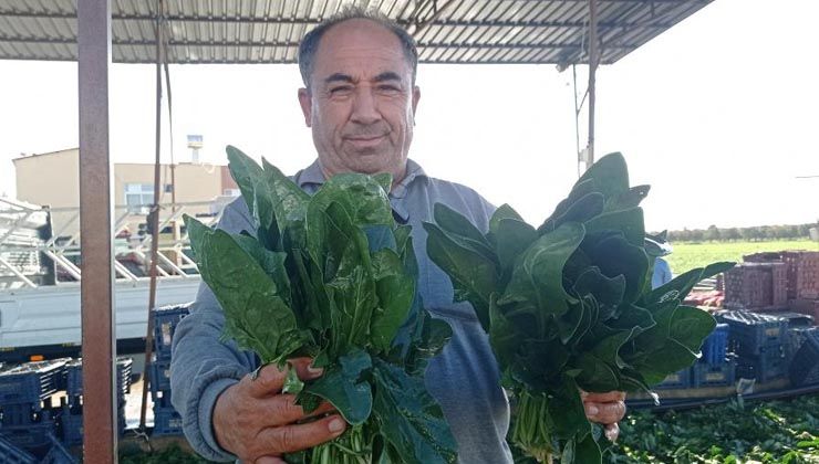 Ispanak ve turp hasadı başladı: İş çok, işçi yok Ispanak ve turp hasadı başladı: İş çok, işçi yok