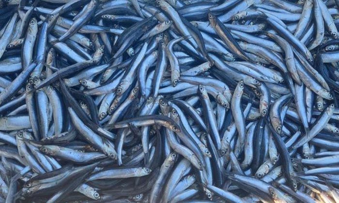 Hamsinin fiyatı düştü Hamsinin fiyatı düştü