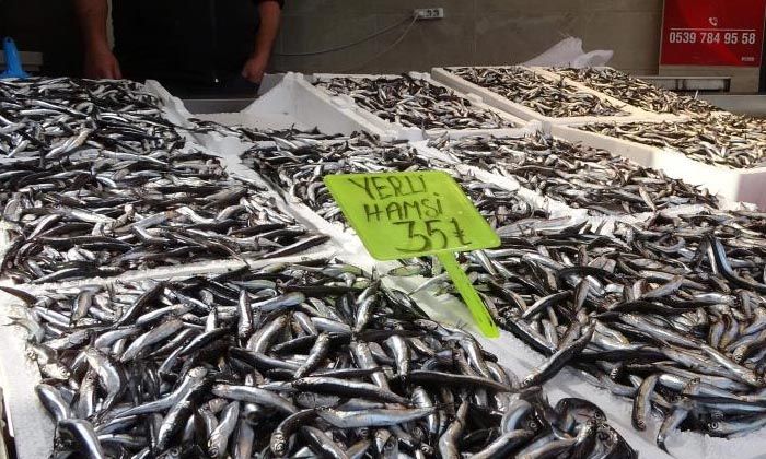 Karadeniz’de palamuttan sonra hamsi bereketi