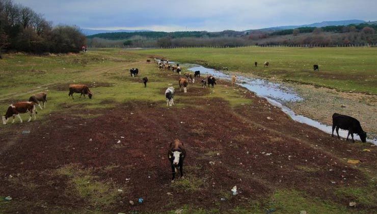 Suların çekildiği Ömerli Baraj’ında artık büyükbaş hayvanlar otlatılıyor