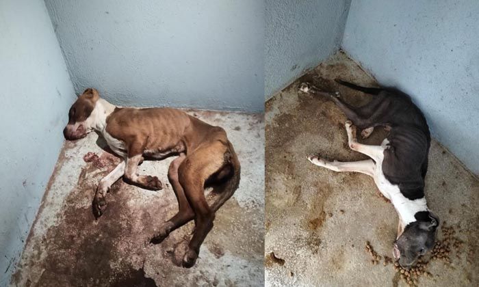 Eskişehir’deki barınakta 134 yasaklı ırk köpek öldü