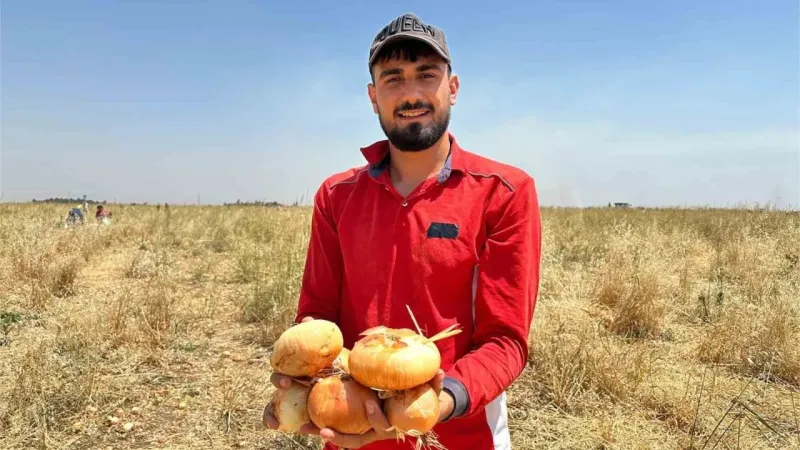 Satamadığı soğanı hayrına dağıttı, yüzlerce kişi tarlaya akın etti