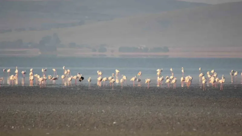 Seyfe Gölü Kuş Cenneti çöle döndü