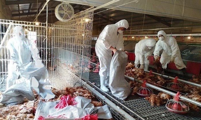 Tayvan’da kuş gribi alarmı: 8 bin 599 tavuk itlaf edildi