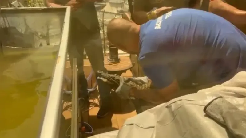 İstanbul’da kazaklı timsah operasyonu: Timsahı tasma takıp gezdirdi