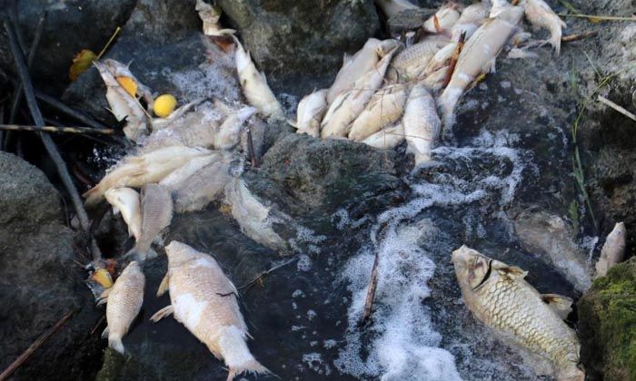 Binlerce balığın ölüm nedeni araştırılıyor