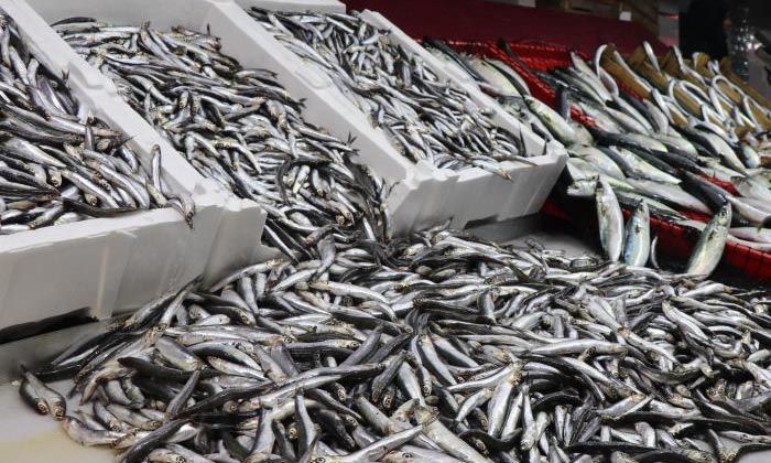 Karadeniz hamsisi bu yıl büyüyemedi