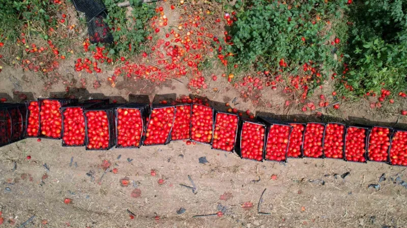 Domateste 100 bin ton rekolte bekleniyor