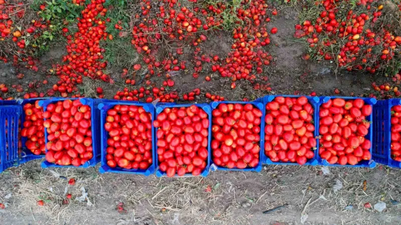 Domateste 100 bin ton rekolte bekleniyor