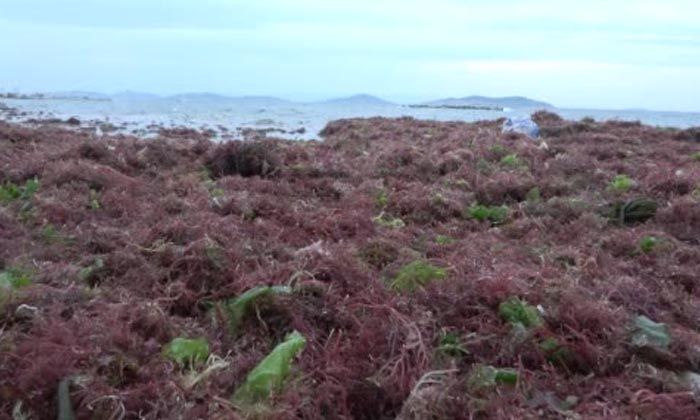 Kadıköy sahili kırmızı yosunla kaplandı