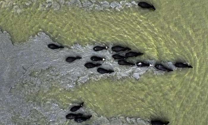 Afrika’yı aratmayan görüntüler İstanbul’da kaydedildi