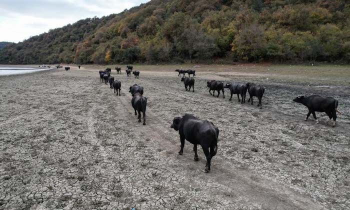 Afrika’yı aratmayan görüntüler İstanbul’da kaydedildi