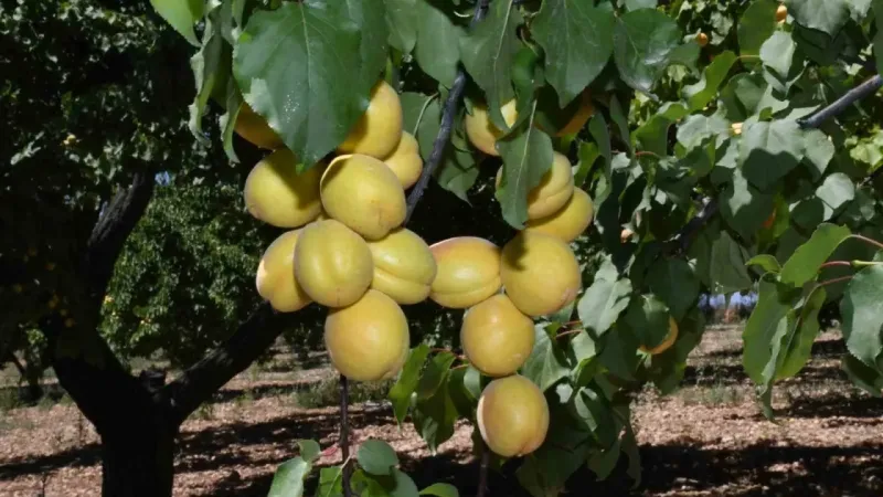 Kayısı hasadının başladığı Malatya’da üreticiler işçi bulamıyor