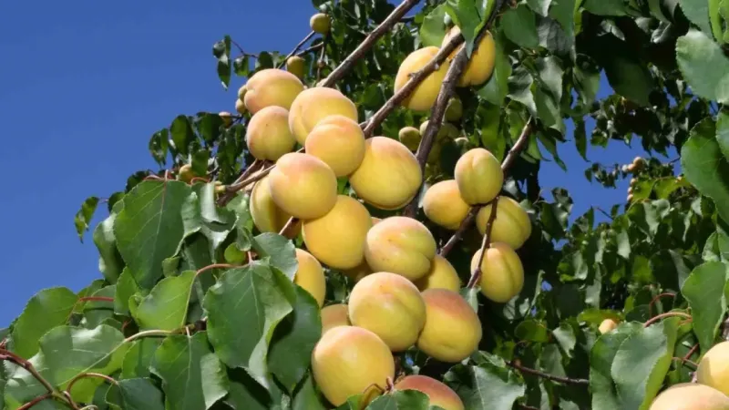 Kayısı hasadının başladığı Malatya’da üreticiler işçi bulamıyor