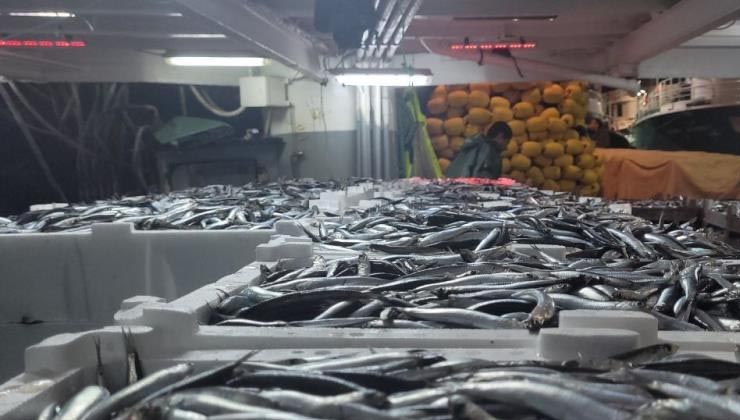 Karadeniz’de hamsi bolluğu: Tekneler binlerce kasayla döndü