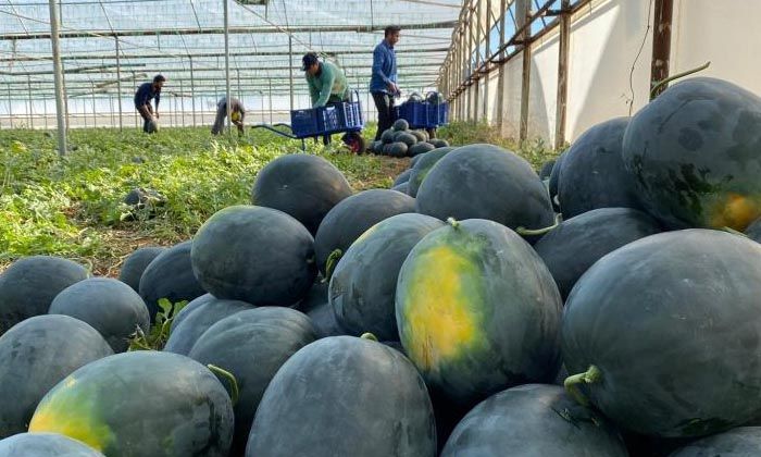 Kilosu 10 liradan satılan kış karpuzu, aşeren hamilelere ilaç gibi geliyor