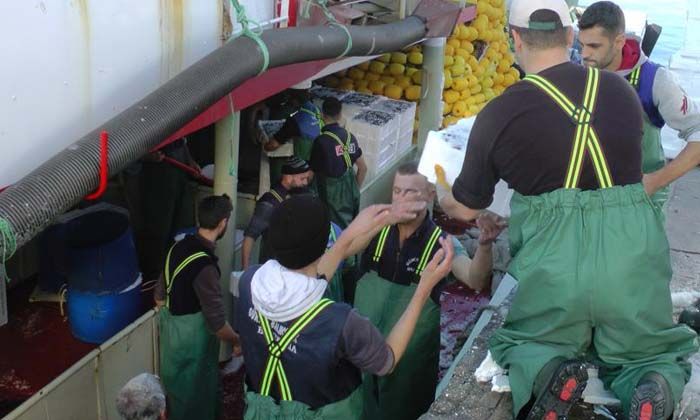 Kilolarca hamsi yakalanınca, vatandaşa bedava dağıtıldı