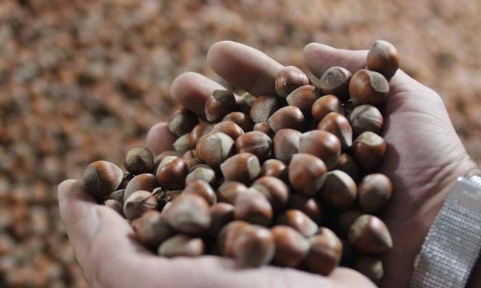 Fındık fiyatı 3 doların üzerine çıktı