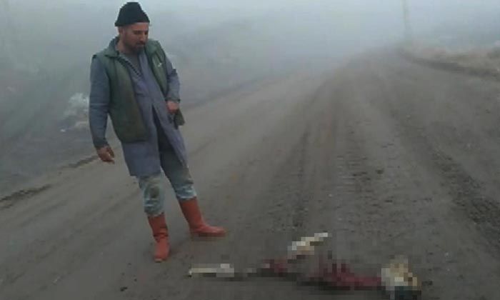 Kurtların yediği düşünülen köpekten geriye iskeleti kaldı
