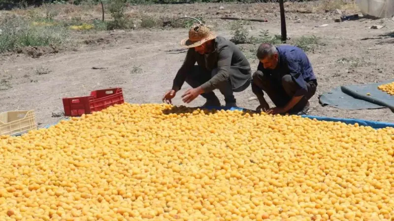 Kayısının dalından 115’den fazla ülkeye ihracat