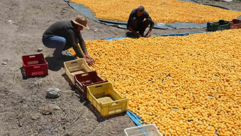 Kayısının dalından 115’den fazla ülkeye ihracat