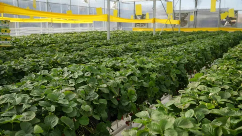 Çöplerden elde edilen ısıdan yararlanılan çilek serası ilk hasadını verdi Çöplerden elde edilen ısıdan yararlanılan çilek serası ilk hasadını verdi