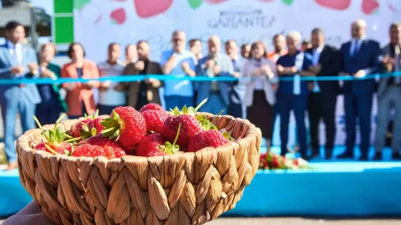 Çöplerden elde edilen ısıdan yararlanılan çilek serası ilk hasadını verdi Çöplerden elde edilen ısıdan yararlanılan çilek serası ilk hasadını verdi