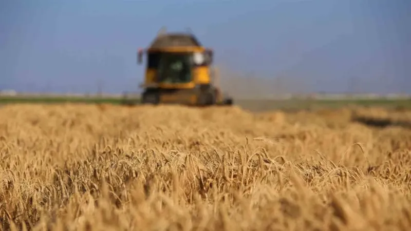 Konya’da buğday rekoltesinde düşüş