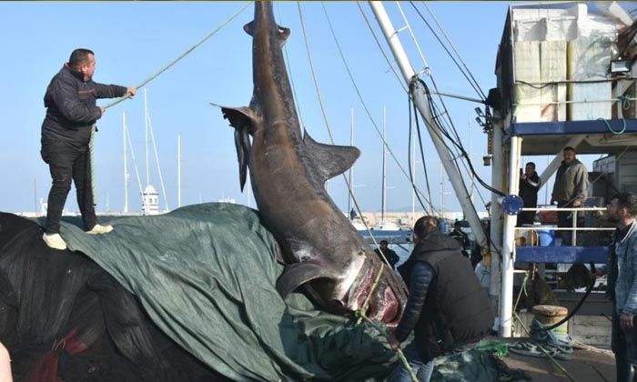 İzmir’de ağlara 2 ton ağırlığında 10 metrelik köpekbalığı takıldı