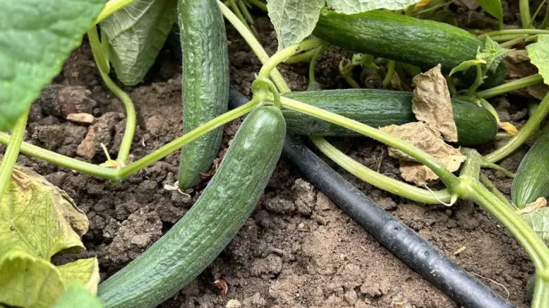 Kavurucu sıcakta 700 TL yevmiyeyle yapılan zorlu hasatta salatalık tarladan 5 TL’den alıcı buluyor