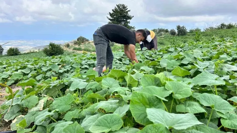 Kavurucu sıcakta 700 TL yevmiyeyle yapılan zorlu hasatta salatalık tarladan 5 TL’den alıcı buluyor