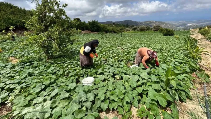 Kavurucu sıcakta 700 TL yevmiyeyle yapılan zorlu hasatta salatalık tarladan 5 TL’den alıcı buluyor