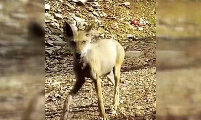 Kurtlar fotokapan ile görüntülendi