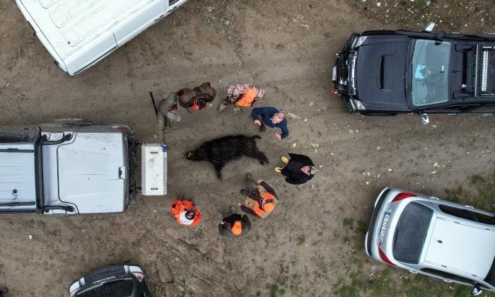 İstanbul’da yaban domuz avı