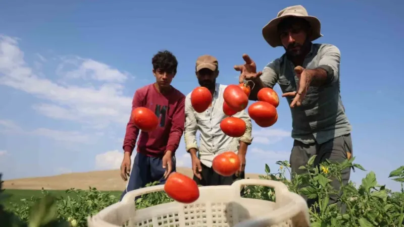 3 bin dönüme domates eken üretici vatandaşlara seslendi: ’’Gelin tarladan 8 liraya alın’’ 3 bin dönüme domates eken üretici vatandaşlara seslendi: ’’Gelin tarladan 8 liraya alın’’